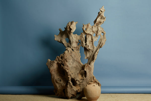 Natural Teak Root Sculpture