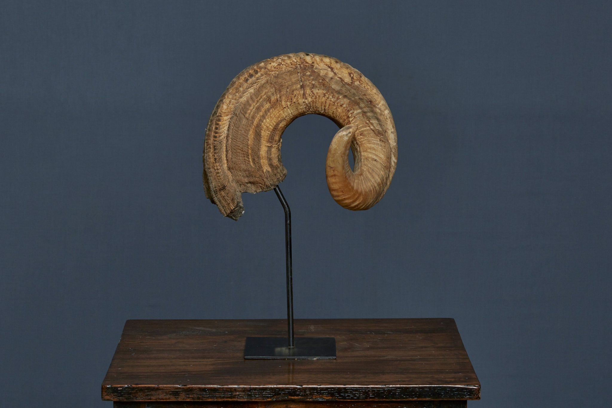 Mounted Great Horn Sheep
