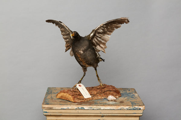 French Shore Bird Taking Flight