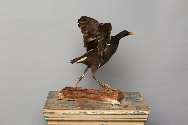 French Shore Bird Taking Flight