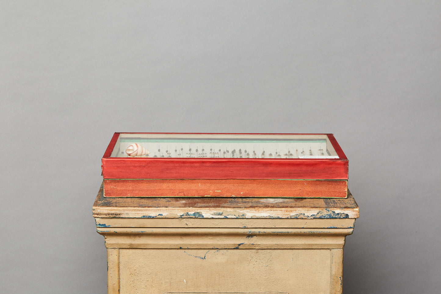 French Beetle Collection from Avignon