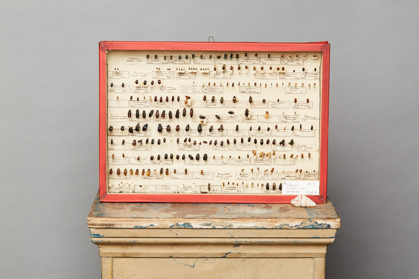 French Beetle Collection from Avignon