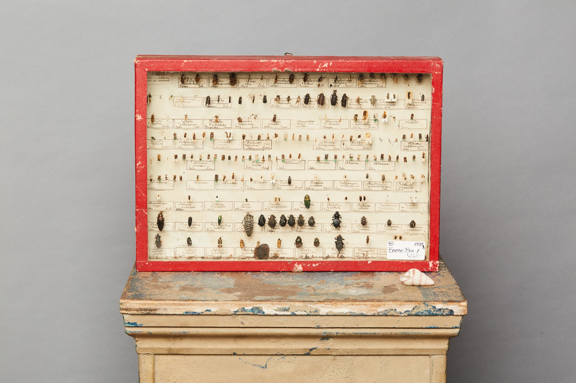 French Beetle Collection from Avignon