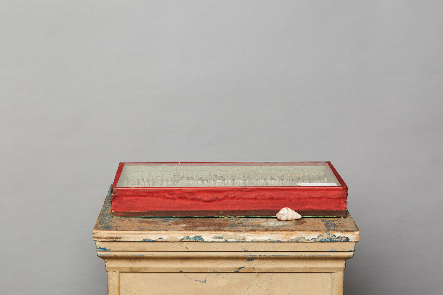 French Beetle Collection from Avignon