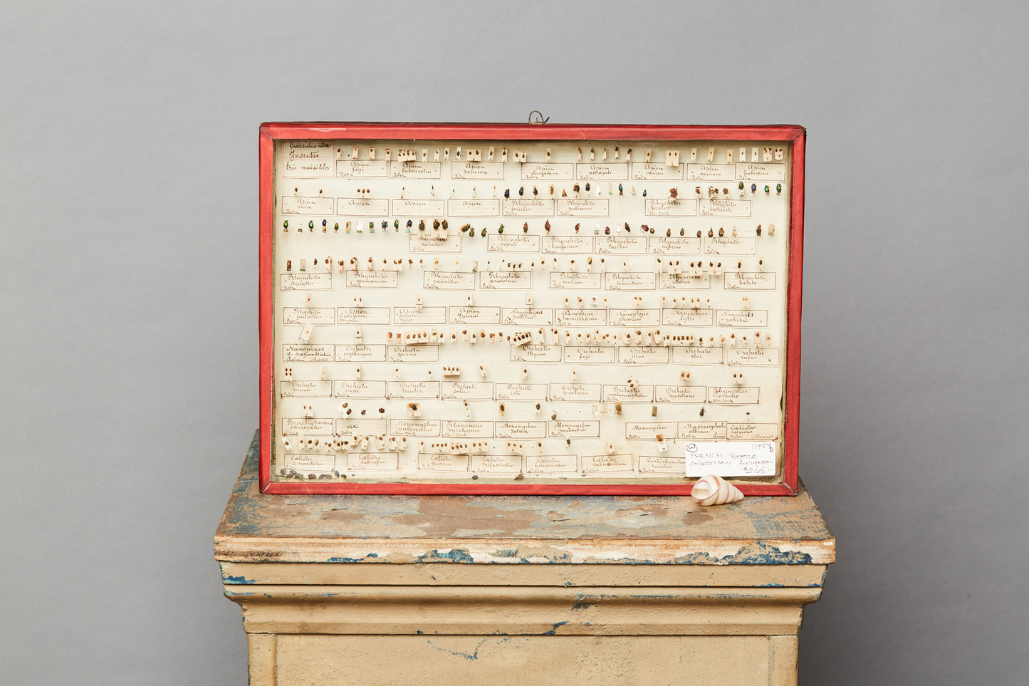 French Beetle Collection from Avignon