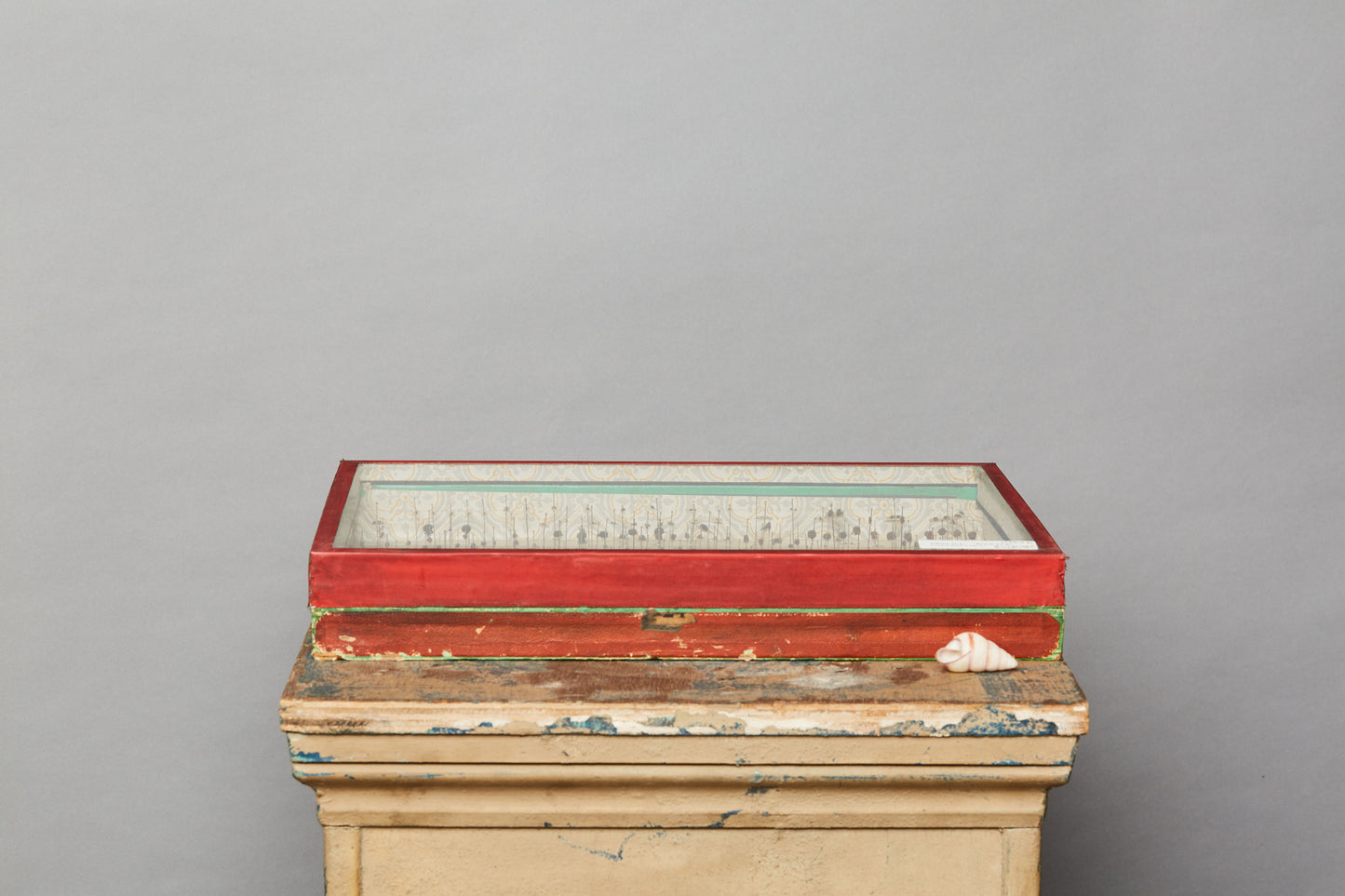 French Beetle Collection from Avignon