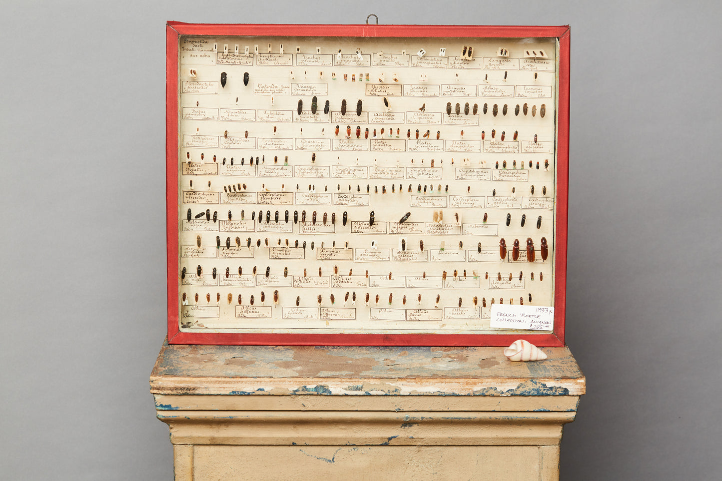 French Beetle Collection from Avignon