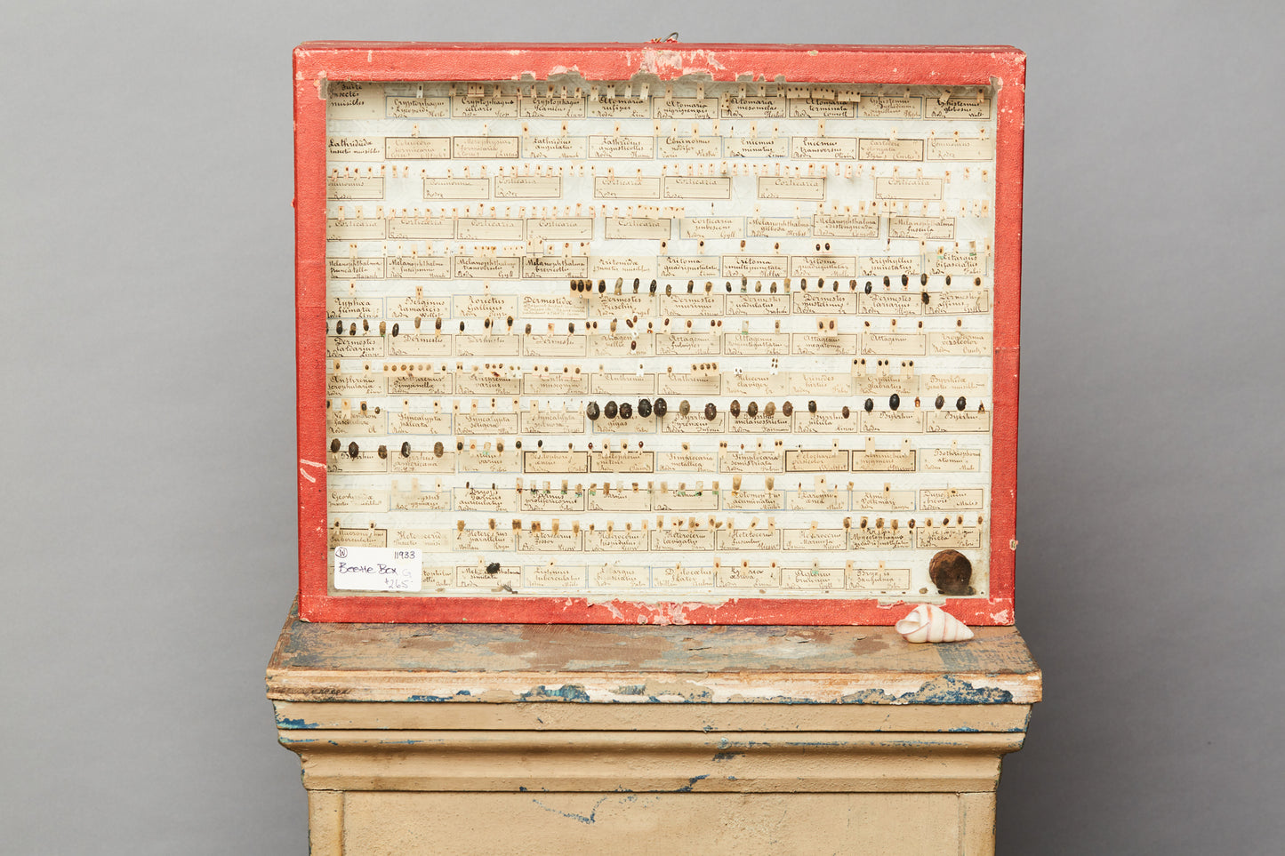 French Beetle Collection from Avignon