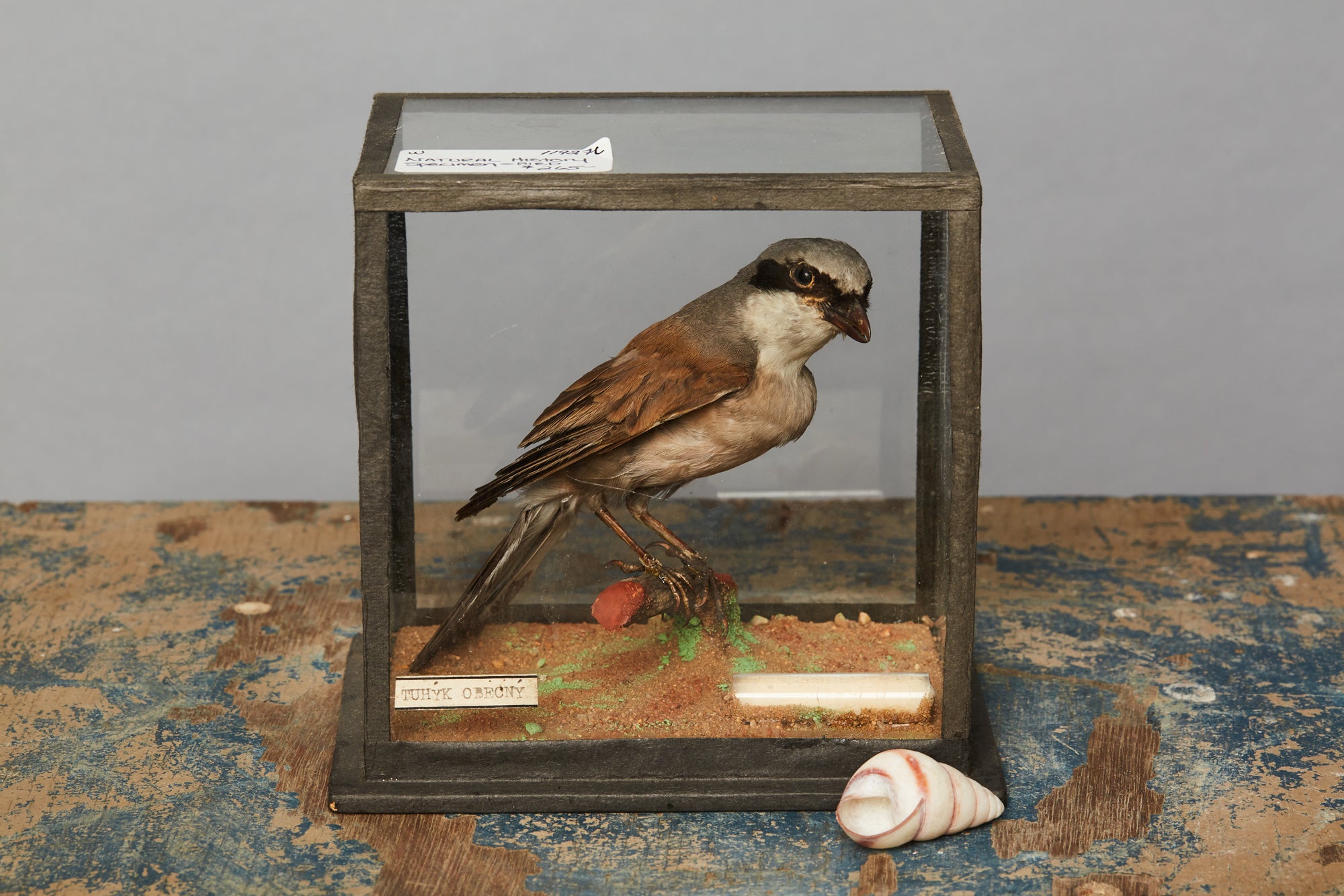 Song Bird from a Natural History Museum in Hungary