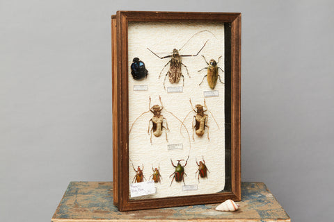 French Beetle Collection