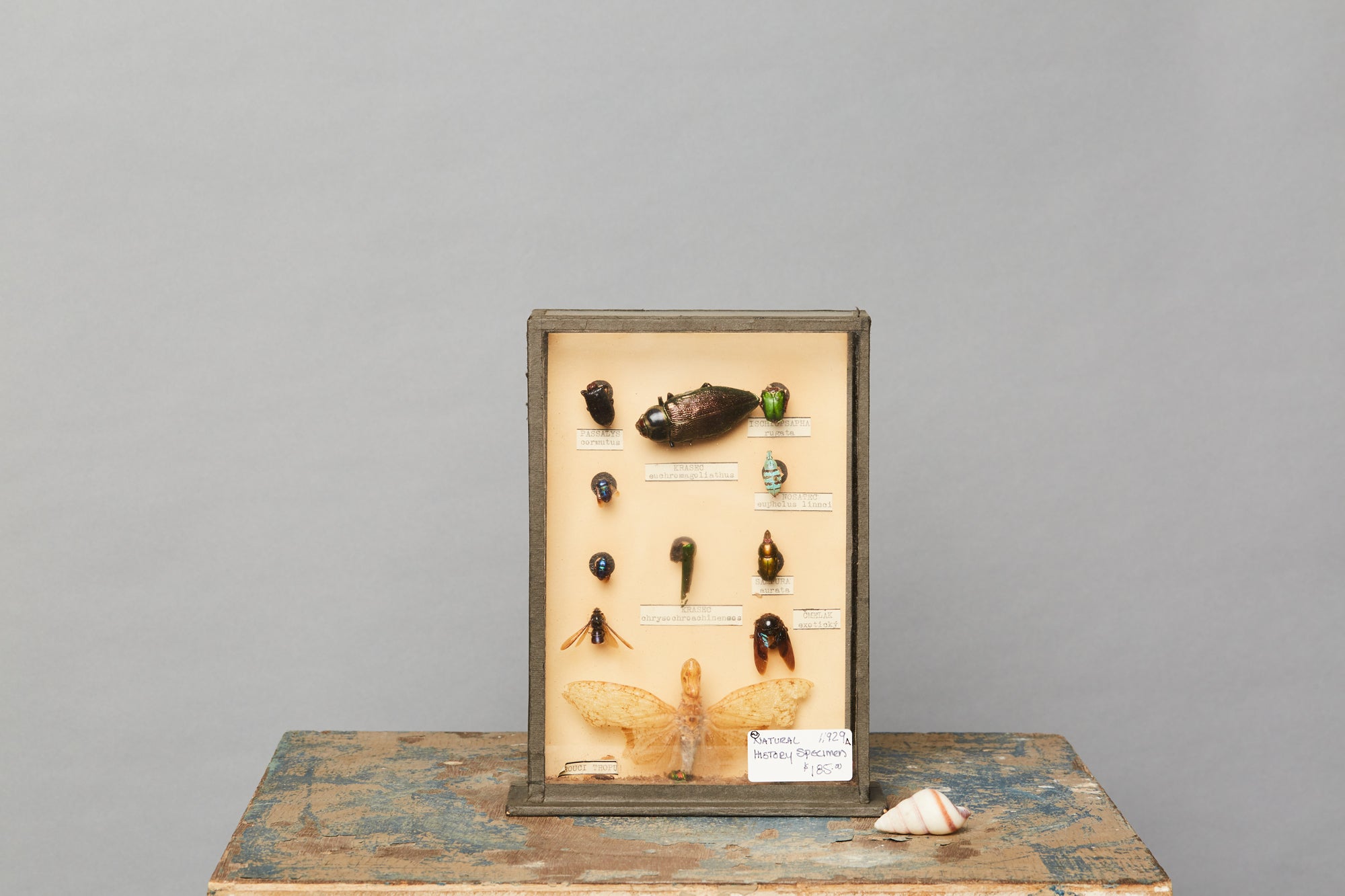 Mounted Beetle Collection from a Hungarian Natural History Museum