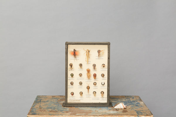 Collection of Flying Insect Specimen from a Hungarian Natural History Museum