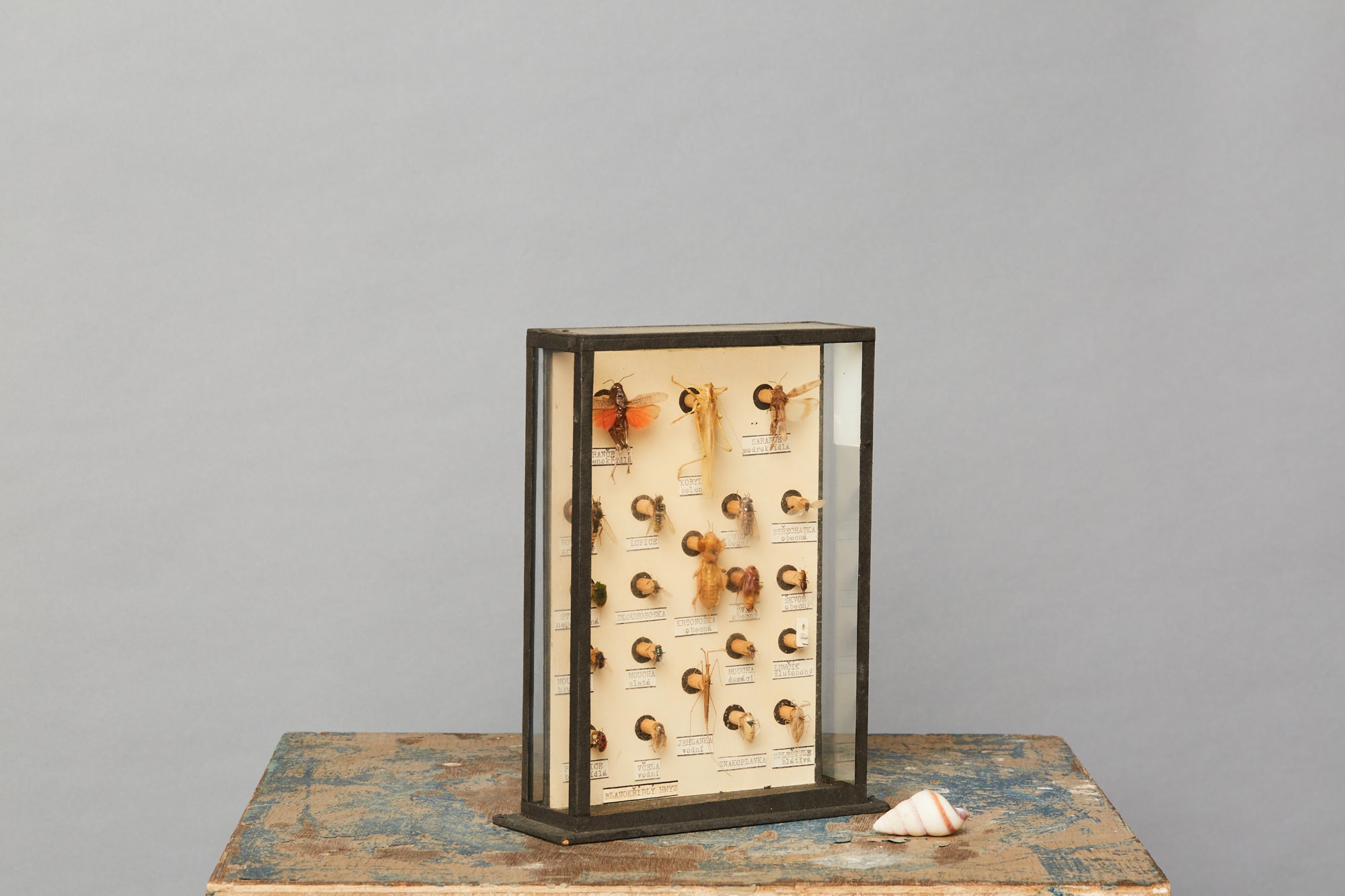 Collection of Flying Insect Specimen from a Hungarian Natural History Museum