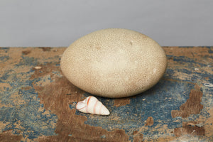 Cassowary Egg from Papua