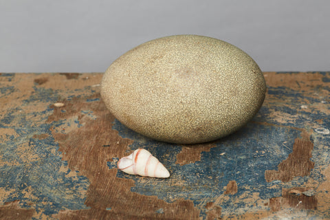 Cassowary Egg from Papua