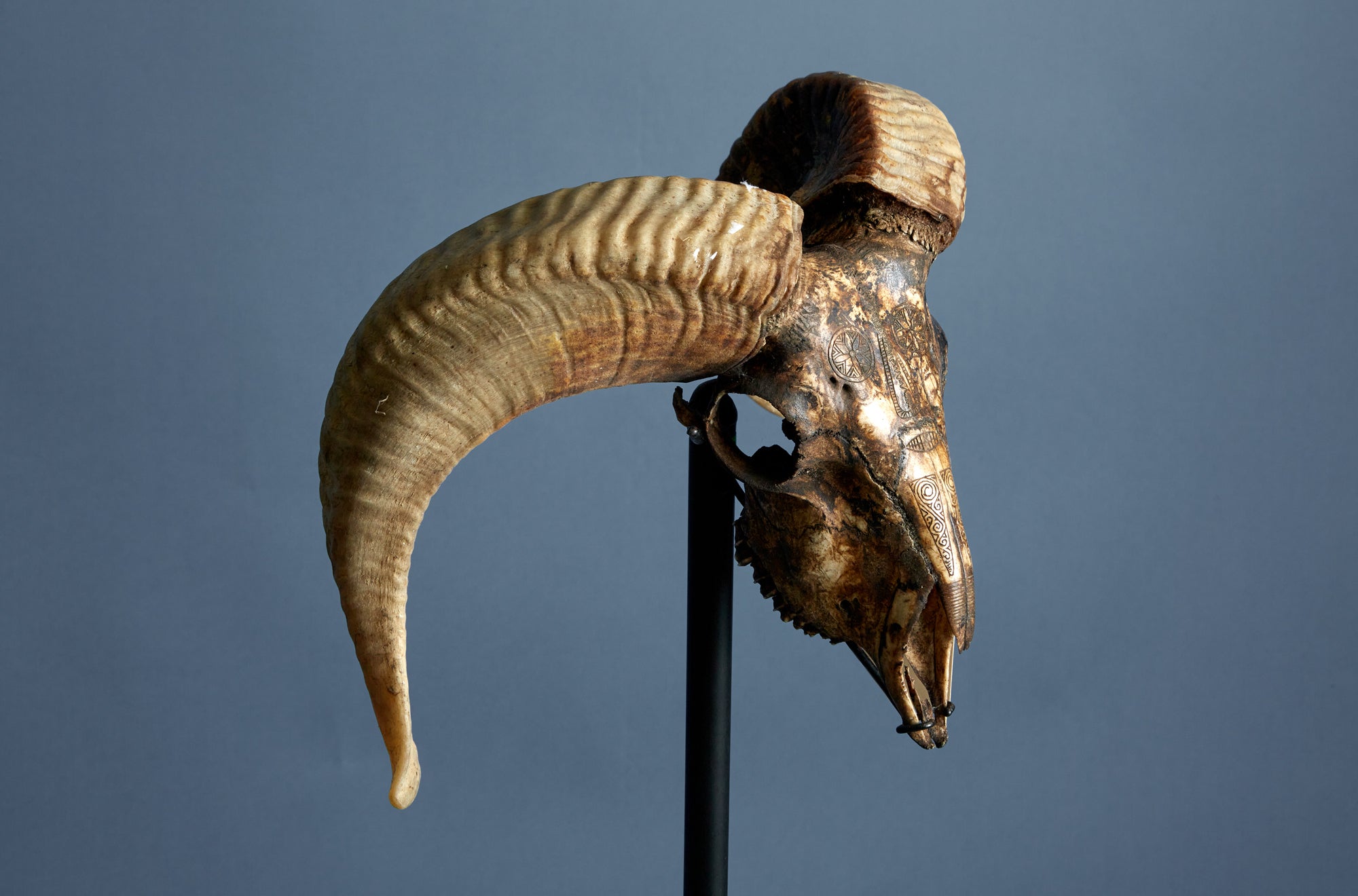 Mounted Rams Skull from Borneo Carved Decoration