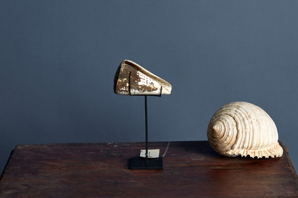 Encrusted Mounted Conch Shell