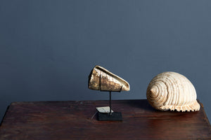 Encrusted Mounted Conch Shell