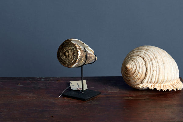 Encrusted Mounted Conch Shell