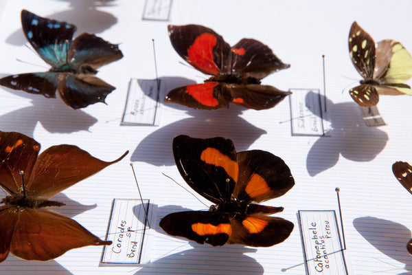 French Butterfly Specimen Bug Box