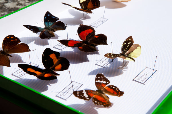 French Butterfly Specimen Bug Box