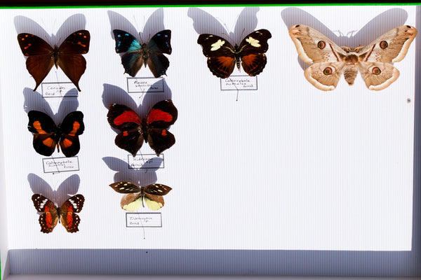 French Butterfly Specimen Bug Box