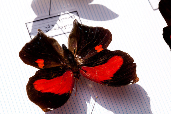 French Butterfly Specimen Bug Box