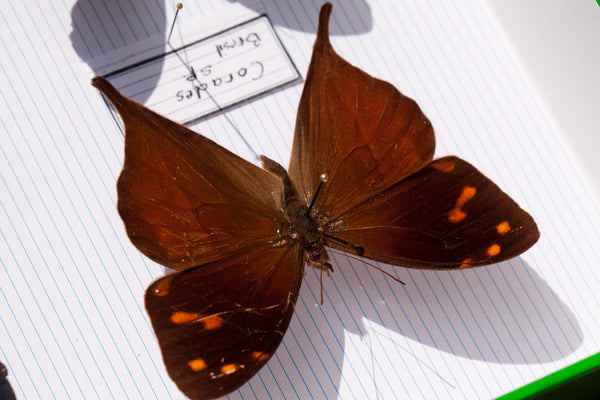 French Butterfly Specimen Bug Box