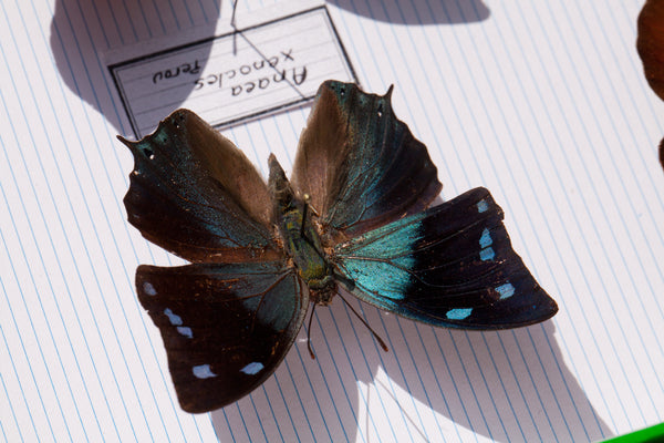 French Butterfly Specimen Bug Box