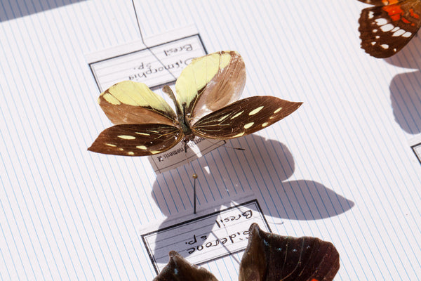 French Butterfly Specimen Bug Box