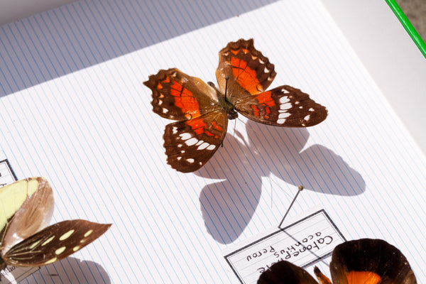 French Butterfly Specimen Bug Box