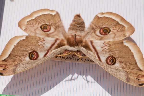 French Butterfly Specimen Bug Box