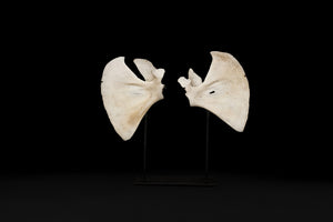 Pair of Small Mounted Wing Bones