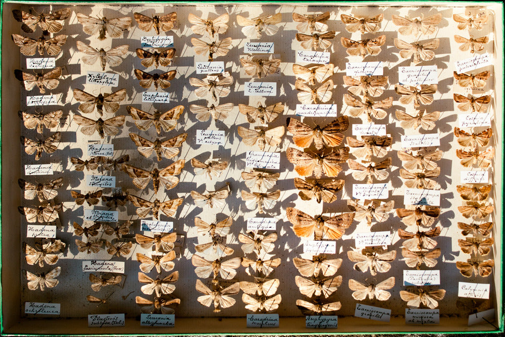 Assorted Moth Display Case