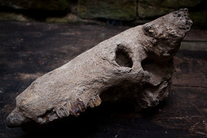 Fossilized Water Buffalo Skull