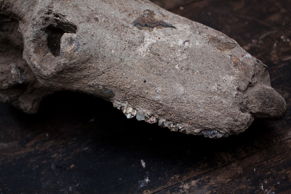 Fossilized Water Buffalo Skull from Java