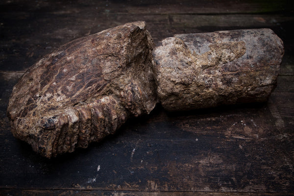 Fossilized Mastodon Jaw & Piece of Tusk