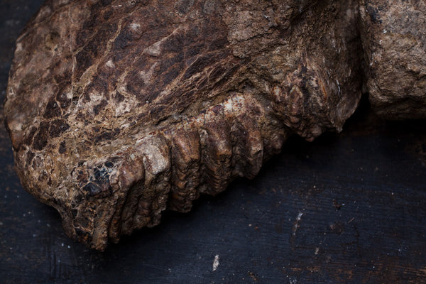 Fossilized Mastodon Jaw & Piece of Tusk